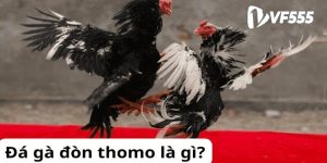 Vài nét về Đá gà Thomo là gì?