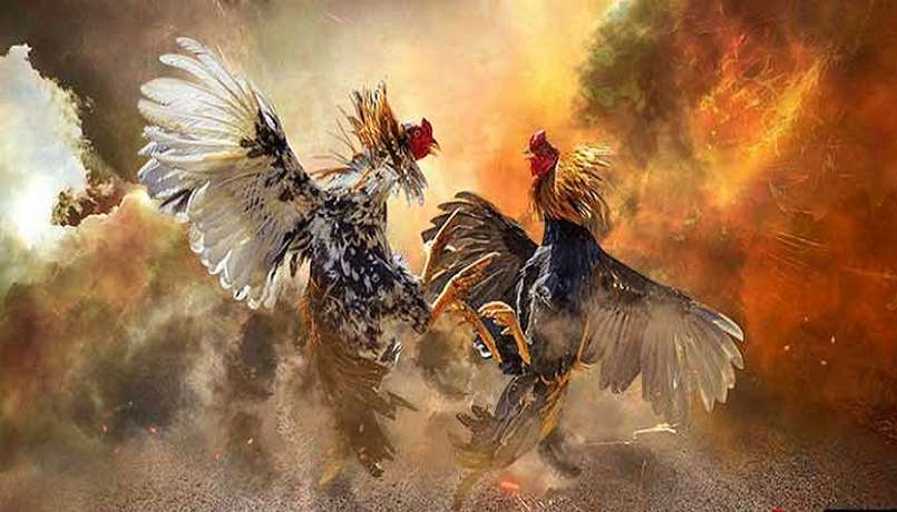 Đá Gà C3 Go99 - Đá Gà Chọi Ăn Tiền Thật Cúp C3 2 Đá gà trên mạng thường hay thua tại sao