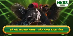 Đá Gà Thomo NK88 – Sân Chơi Kịch Tính