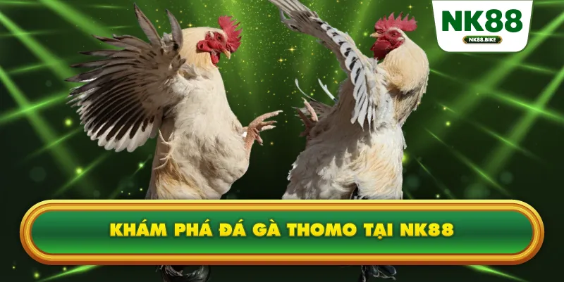 Đá Gà Thomo NK88 – Sân Chơi Kịch Tính Và Nghệ Thuật Soi Kèo Hiệu Quả 1 Khám phá đá gà Thomo tại NK88