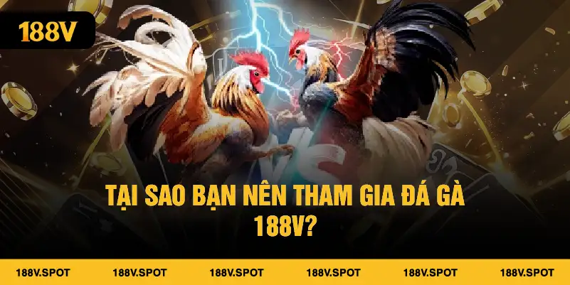 Đá Gà 188V – Trải Nghiệm Kịch Tính Với Các Thể Loại Độc Đáo 1 Tại sao bạn nên tham gia đá gà 188v